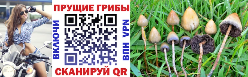 продажа наркотиков  Власиха  omg ССЫЛКА  Галлюциногенные грибы мухоморы 